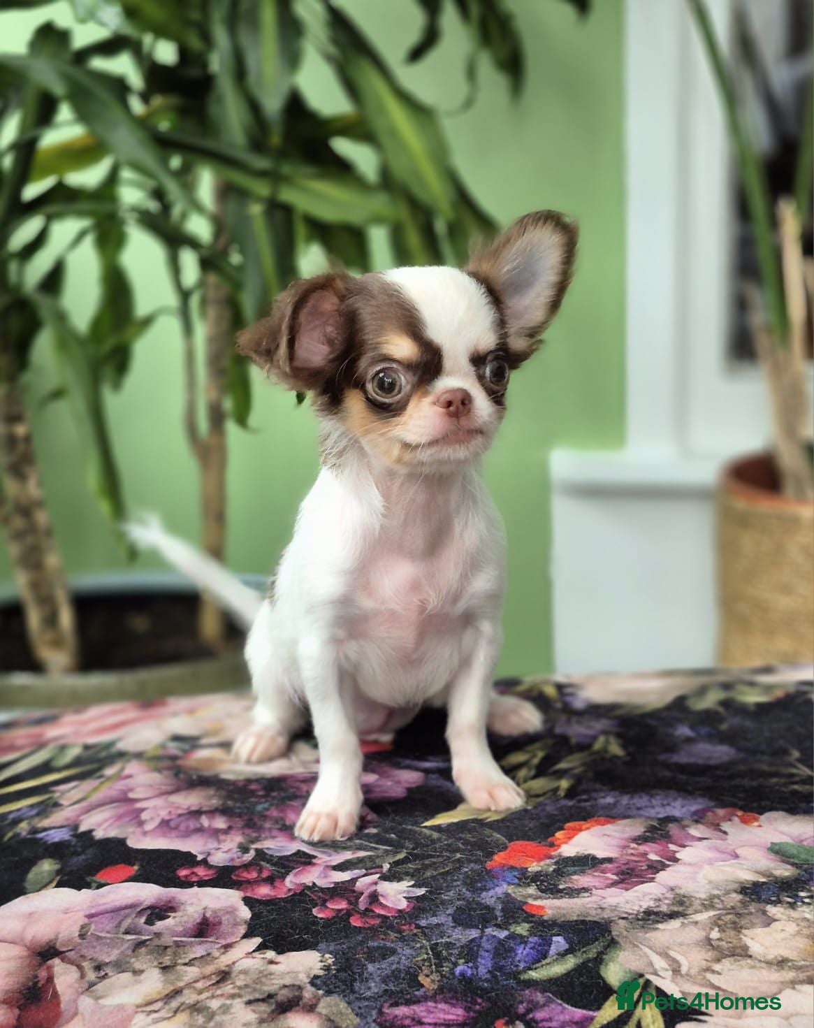 Chihuahua dogs Amazing Small Longcoat Apple head Chihuahua Puppy  - Advert 2