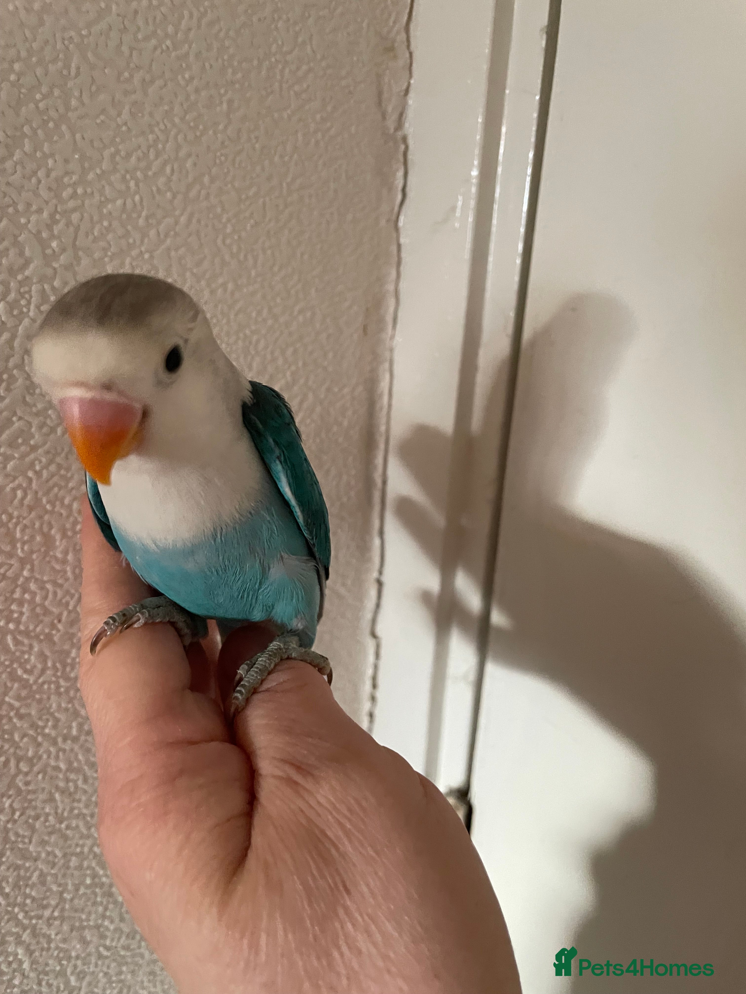 Lovebirds birds Beautiful hand tame  baby love bird very cute  - Advert 1