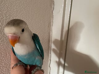 Lovebirds birds Beautiful baby love bird very cute - Advert 7