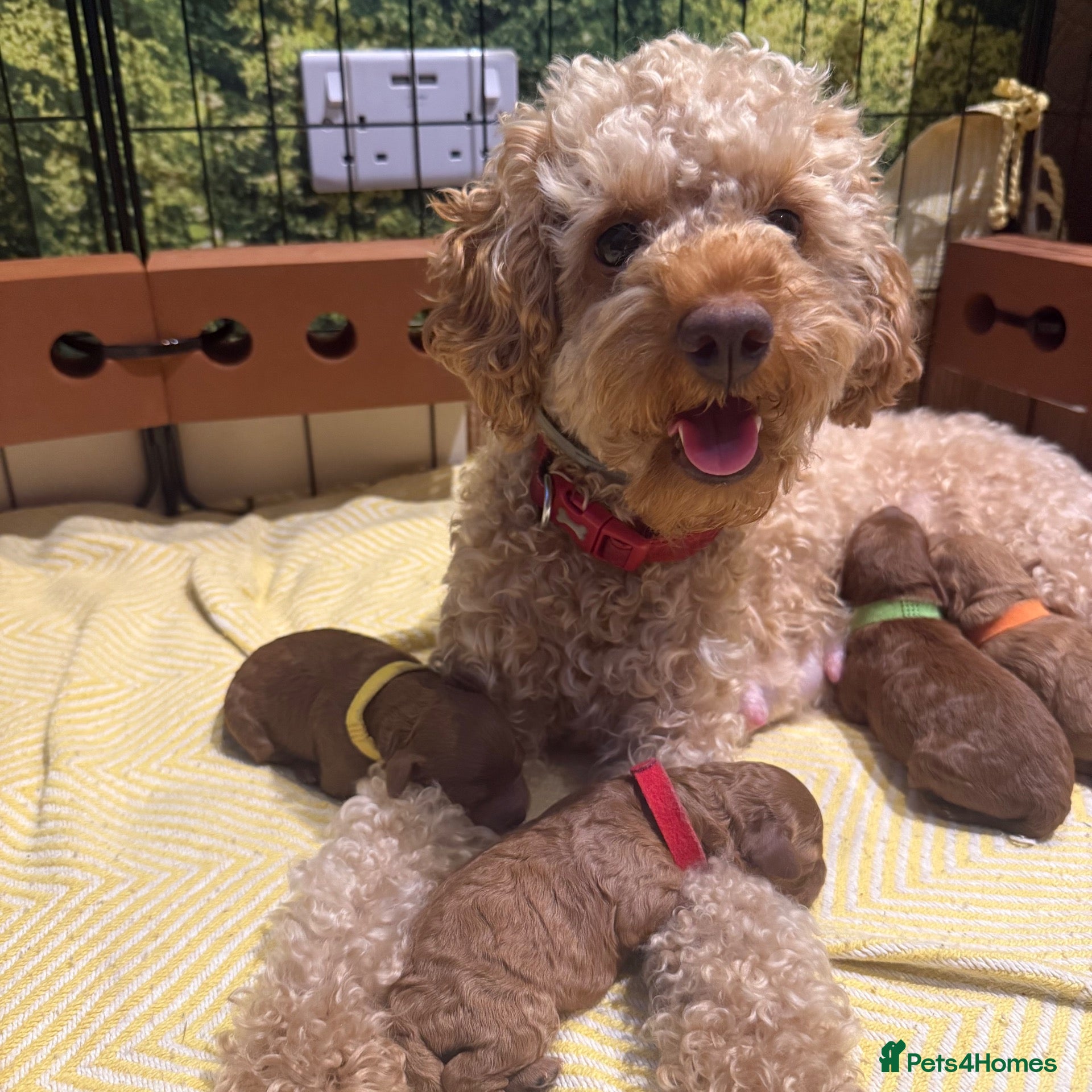 Cavapoo dogs Beautiful F1b Cavapoo Puppies ❤️ - Advert 4