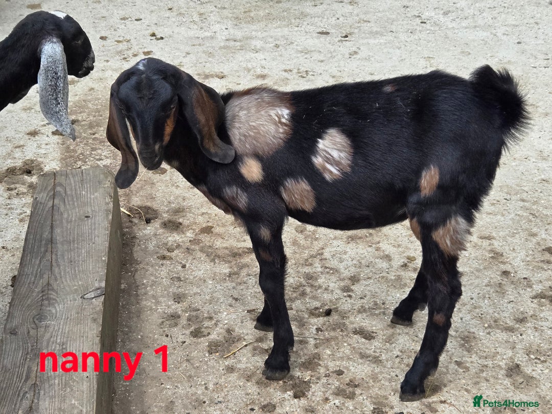 Goats livestock for sale: Pedigree Anglo Nubian Kids (disbudded) - Image 9