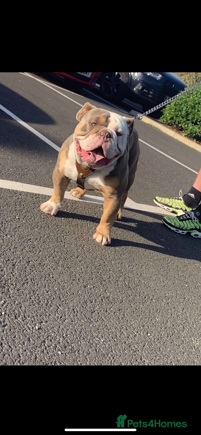 Old Tyme Bulldog dogs old English bulldog  in Sunderland - Advert 1