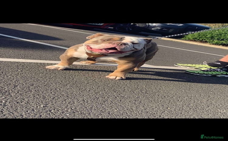 Old Tyme Bulldog dogs in Sunderland - Advert 1