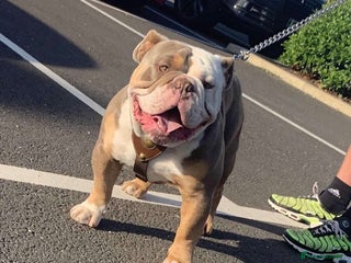 Old Tyme Bulldog dogs old English bulldog in Sunderland - Advert 10