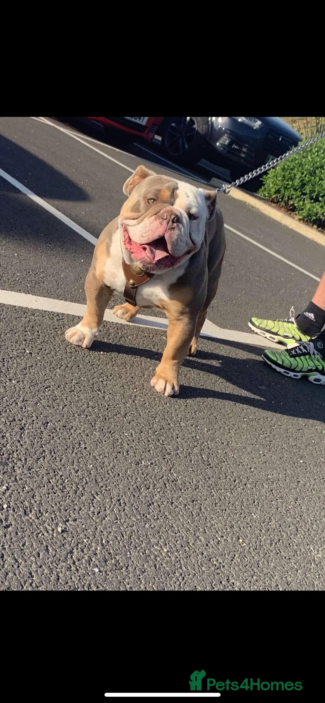 Old Tyme Bulldog dogs for stud: old English bulldog  - Advert 1