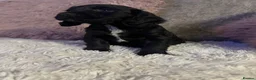 Cocker Spaniel dogs for sale: Stunning spaniel girls looking for forever homes - Advert 7