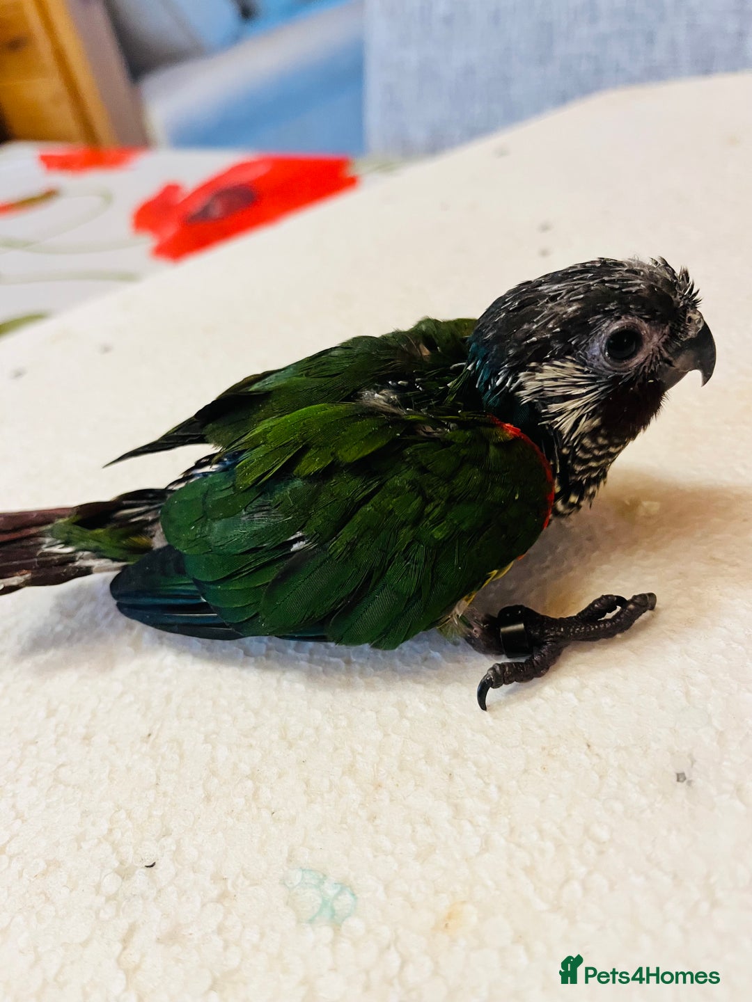 Conures birds for sale: ‘RARE’ Fully Handreared White-Eared Conure Chicks - Image 6