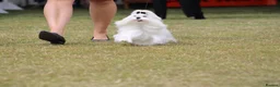 Maltese dogs for sale: Beautiful Maltese Boy in Grantham - Advert 11