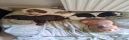 Cocker Spaniel dogs for sale: Beautiful KC Reg Show-Cocker Spaniel puppies  in Doncaster - Advert 37