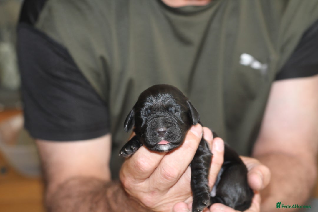 Cocker Spaniel dogs for sale: Cocker spaniels - Image 10