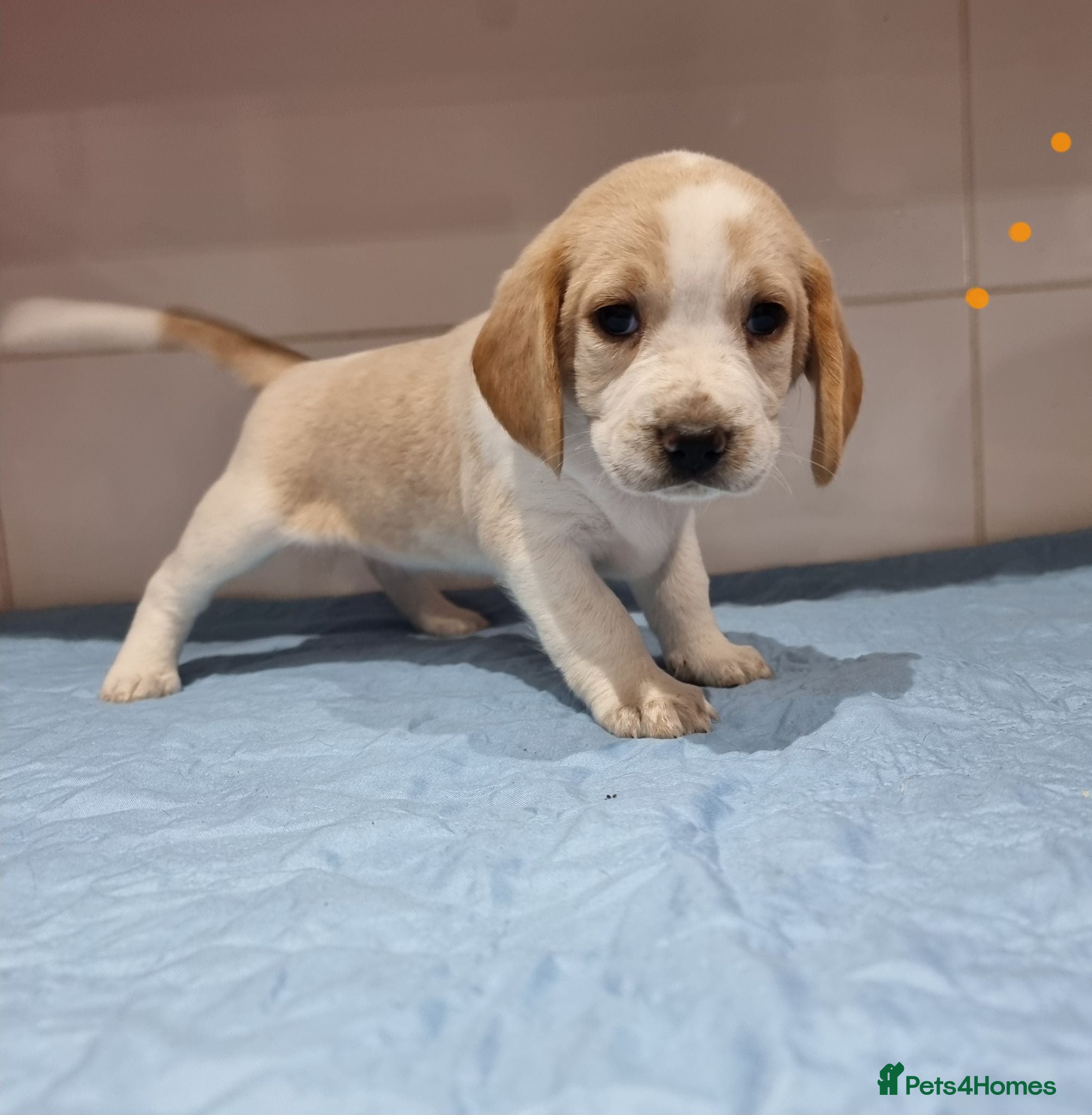 Beagle dogs Beagle  - Advert 4