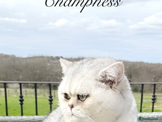 British Shorthair cats in Dartford - Advert 2