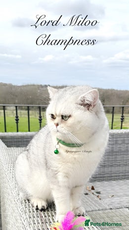 British Shorthair cats ๐๐ฅOutstanding Champion GCCF/TICA stud ๐ฅ๐ in Dartford - Advert 1