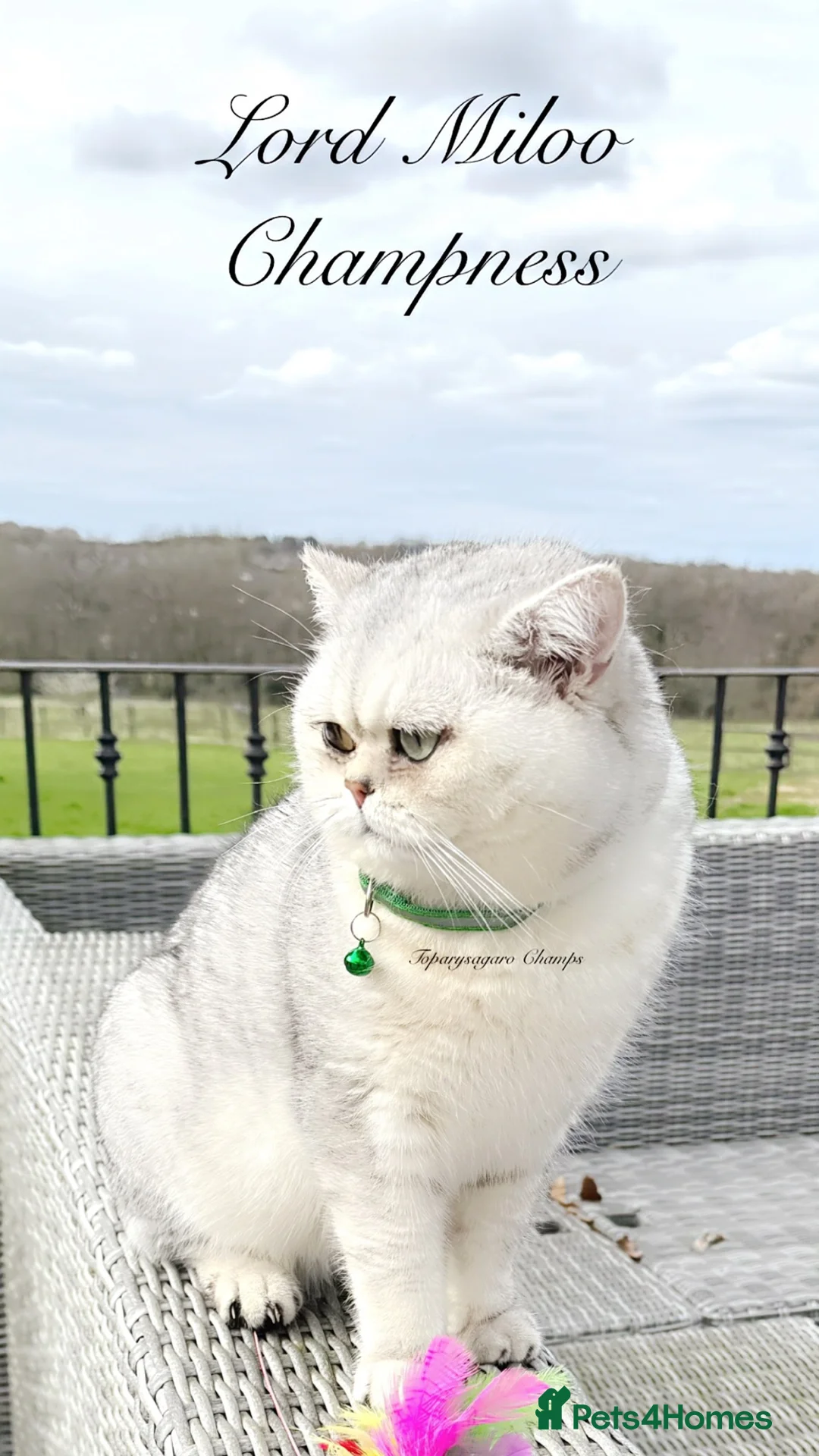 British Shorthair cats for stud: 🏆🥇Outstanding Champion GCCF/TICA stud 🥇🏆 in Dartford - Advert 1