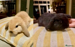 Mini Lop rabbits for sale: 2 amazing mini-lop baby brothers (10 weeks)  - Advert 4