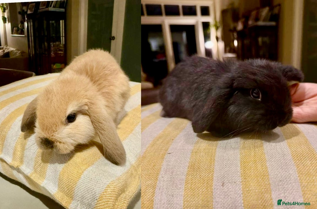 Mini Lop rabbits for sale: 2 amazing mini-lop baby brothers (10 weeks)  - Advert 4