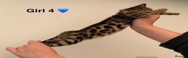 Bengal Kitten 4
