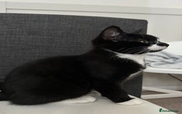 Domestic Shorthair cats for sale: 2 Female Sister Kittens.  - Image 6