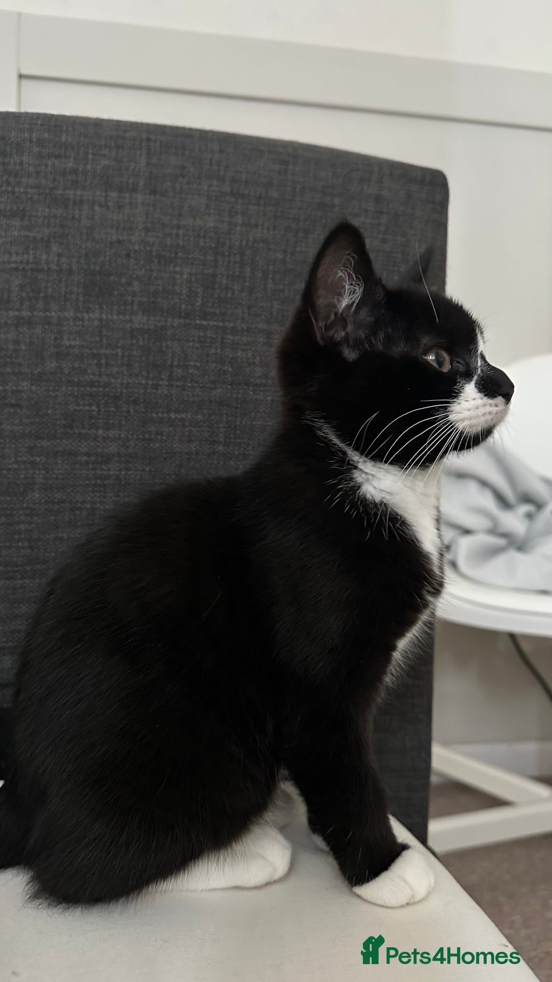 Domestic Shorthair cats for sale: 2 Female Sister Kittens.  - Image 6