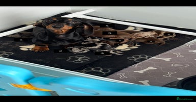 Miniature Dachshund dogs - Advert 7
