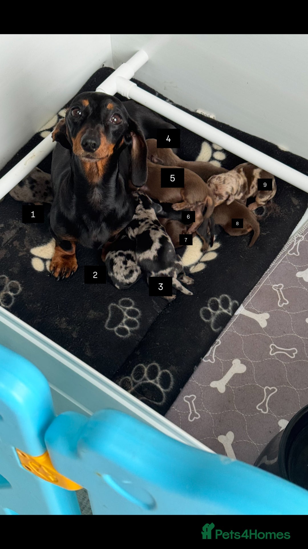 Miniature Dachshund dogs for sale: 🐶✨Smallest mini KC stunning litter ✨🐶 - Image 2