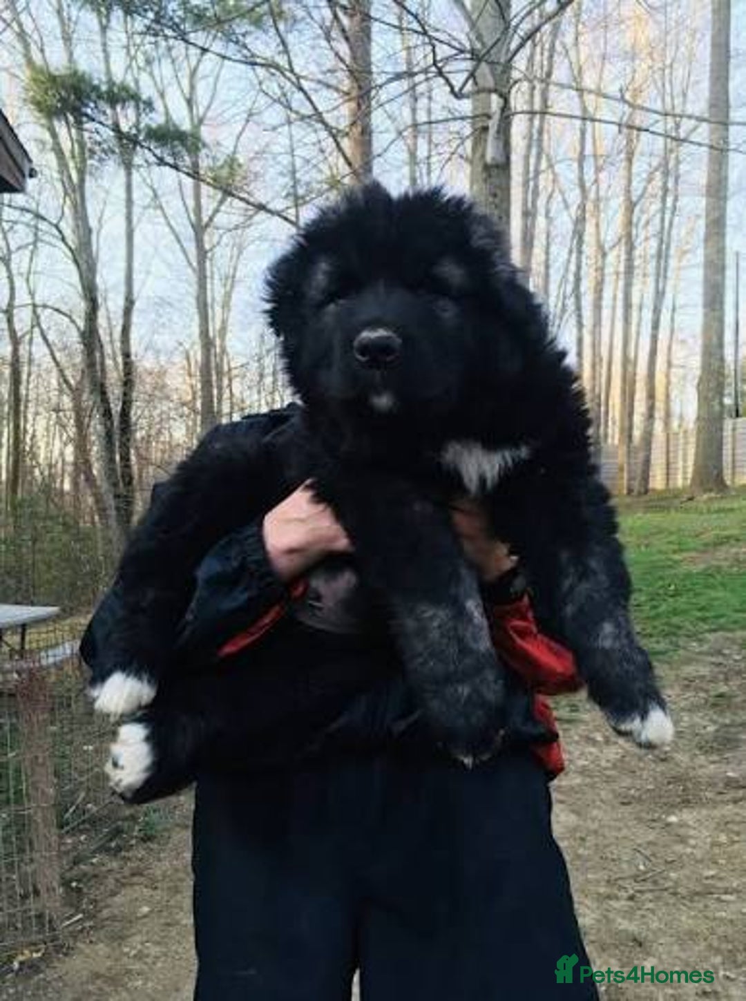 Caucasian Shepherd Dog dogs for sale: Rare Caucasian Ovcharka Puppy  - Advert 2