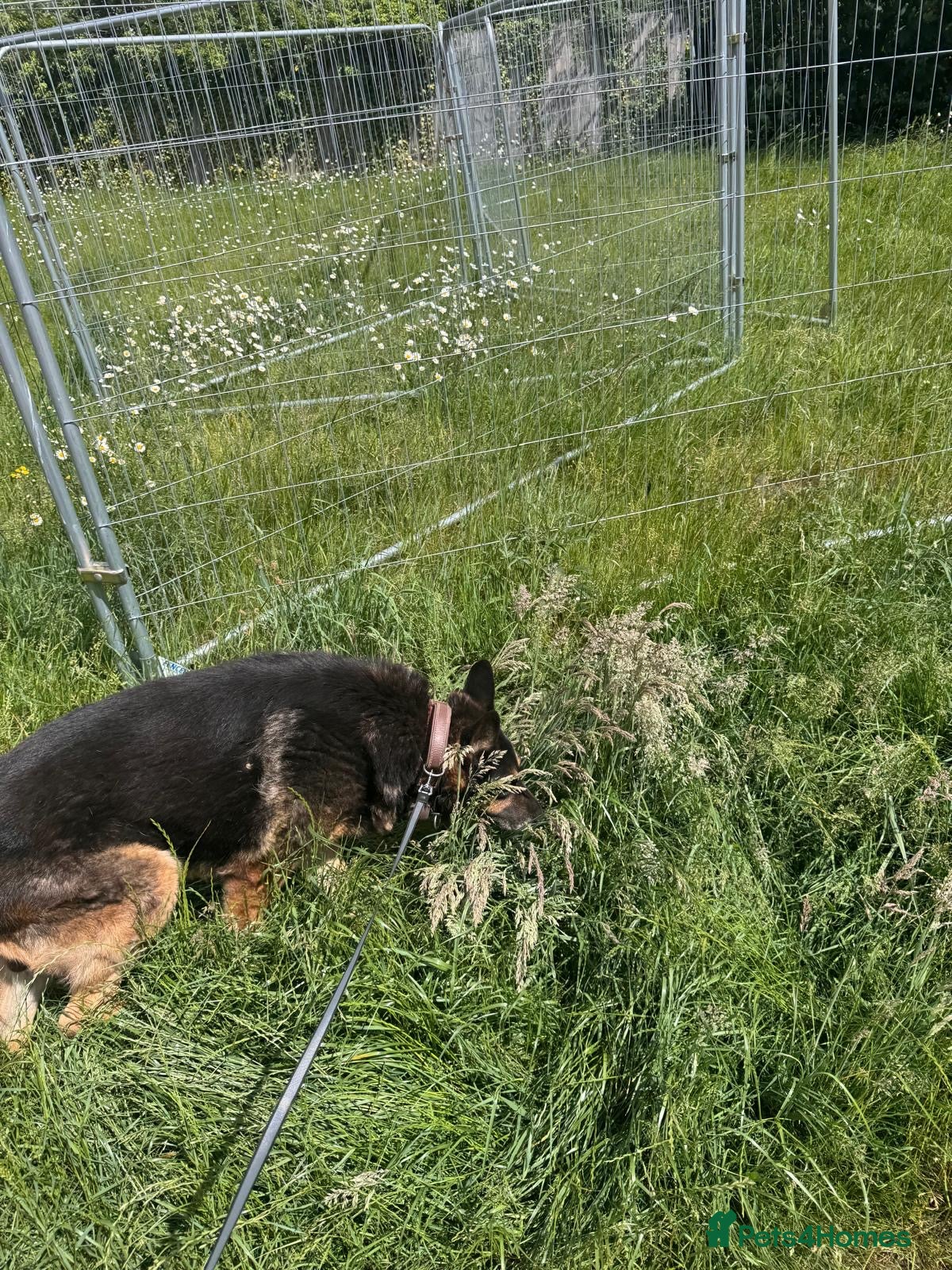 German Shepherd dogs for sale: Beautiful German Shepered  in Watford - Advert 3