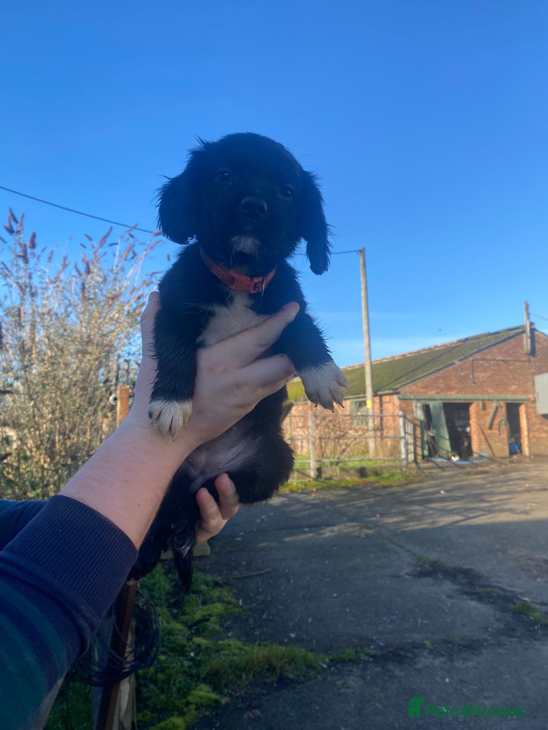 Mixed Breed dogs for sale: Cocker x collie puppies  - Advert 6