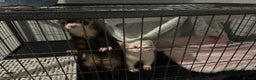 Ferret rodents for sale: X2 loving Ferrets  - Advert 2