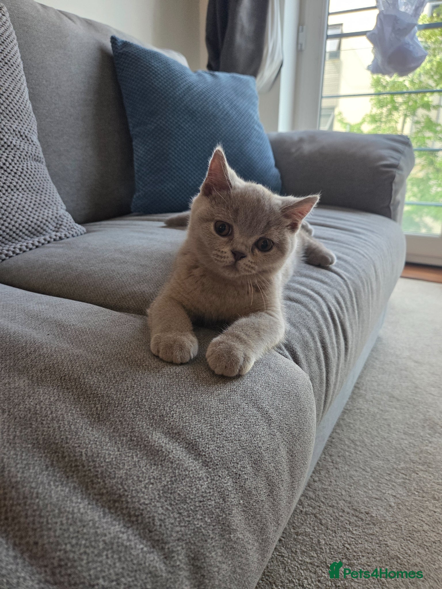 British Shorthair cats British shorthair kittens  - Advert 1