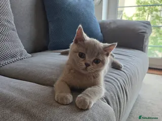 British Shorthair cats British shorthair kittens - Advert 6