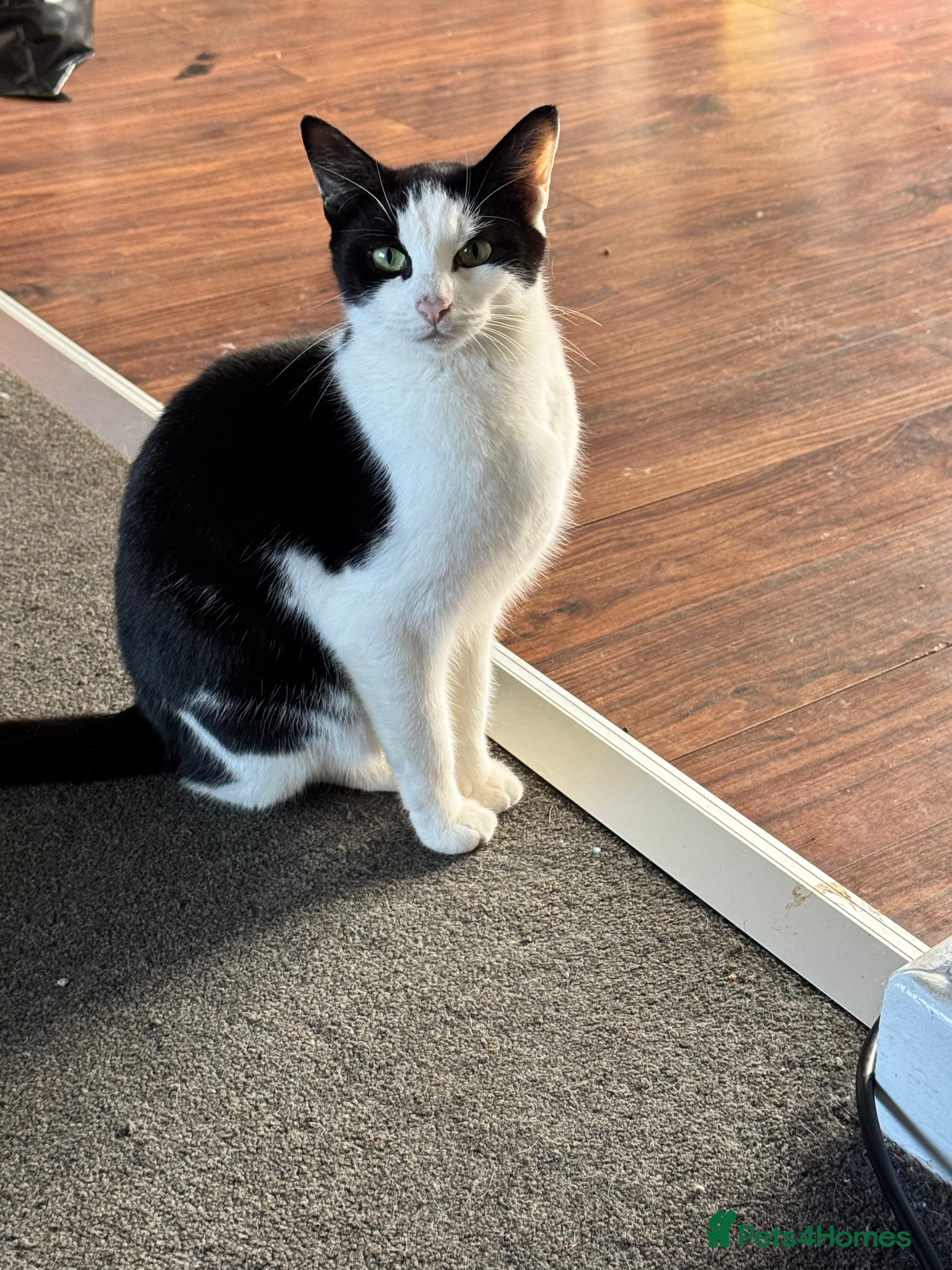 Mixed Breed cats Tuxedo female - Advert 10