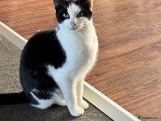 Mixed Breed cats - Advert 9