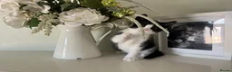 Mixed Breed cats for sale: Gorgeous Black & White kitten - Advert 5