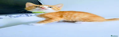 Mixed Breed Kitten 1
