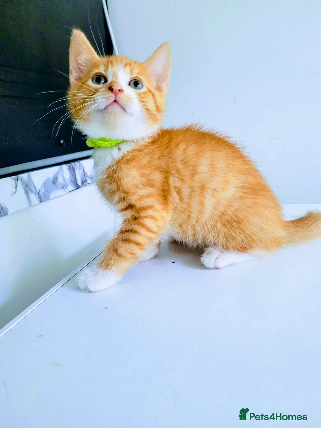 Mixed Breed cats for sale: Ginger male with blue eyes - Advert 4