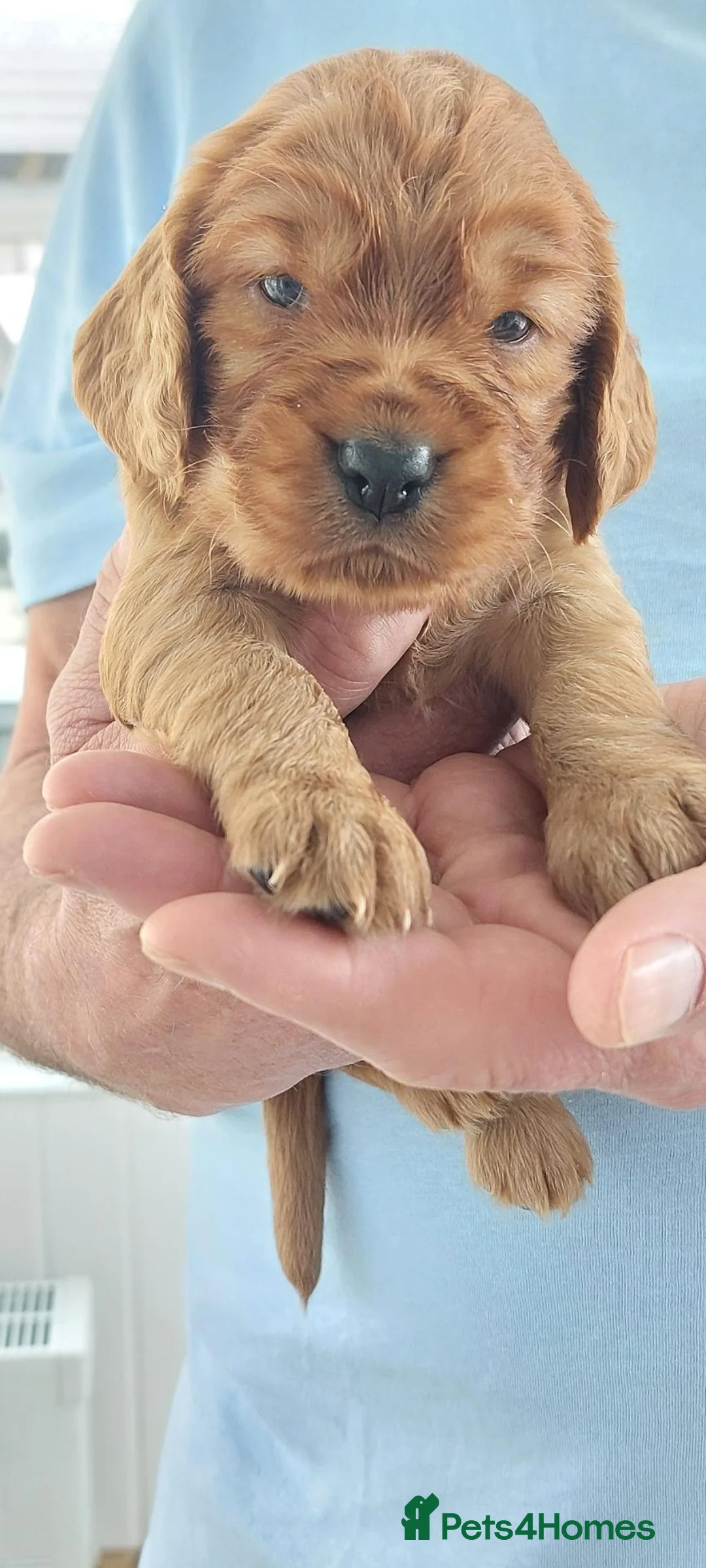 Cocker Spaniel dogs for sale: 5 Cocker spaniel pups - Advert 6