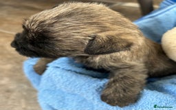 Cairn Terrier dogs for sale: CAIRN TERRIER PUPPIES - Advert 18