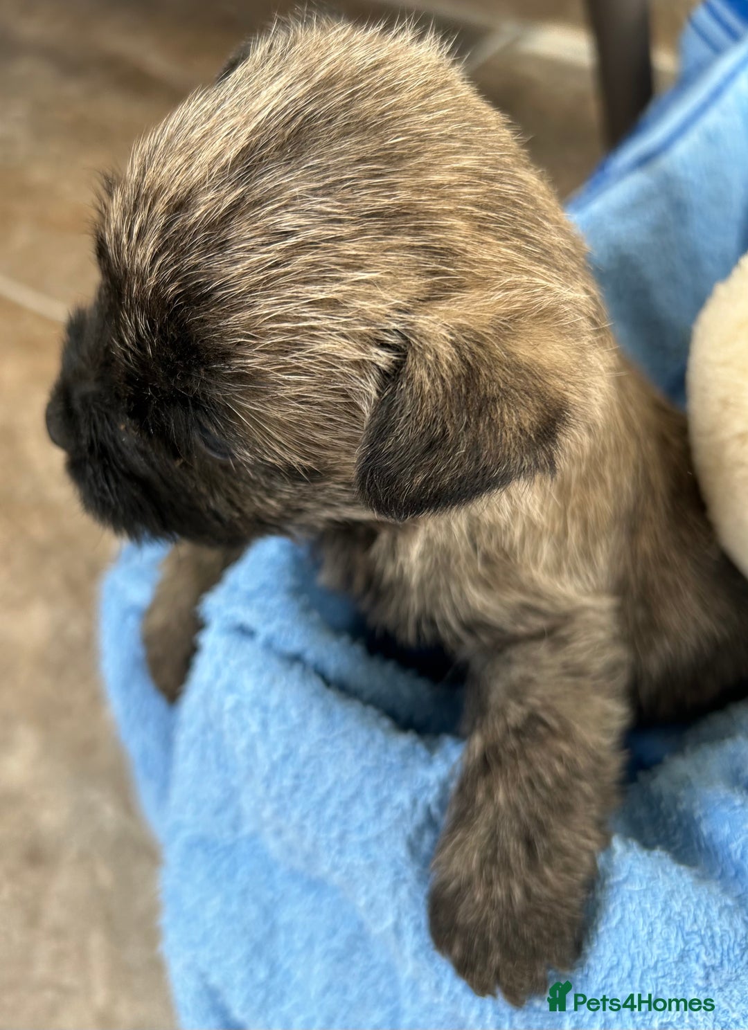 Cairn Terrier dogs for sale: CAIRN TERRIER PUPPIES - Advert 18