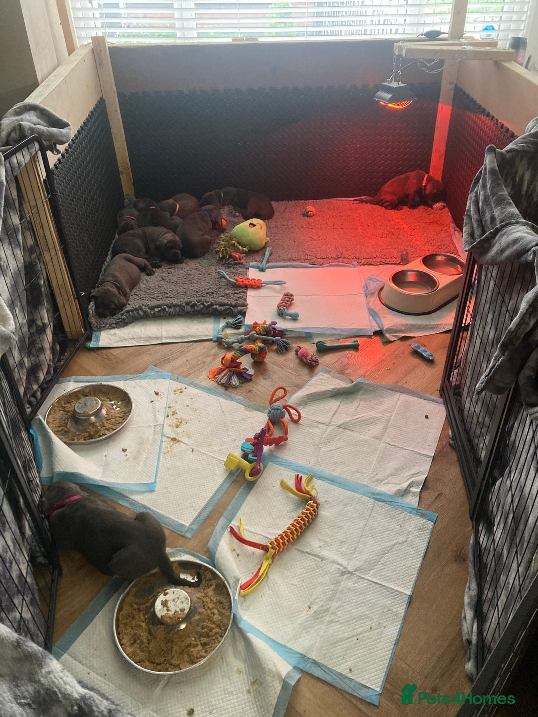 Cane Corso dogs for sale: cane corso puppies  - Image 28