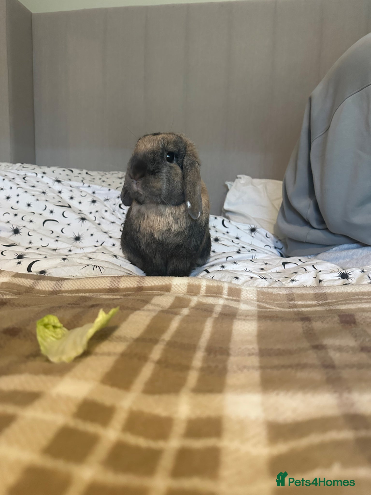 Mini Lop rabbits Mini lop  - Advert 7