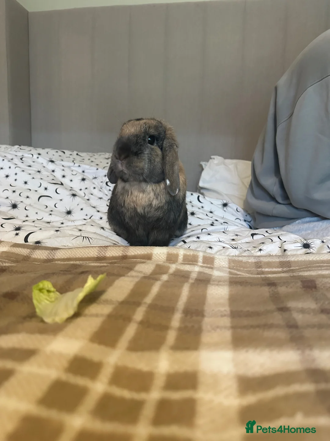 Mini Lop rabbits for sale: Mini lop  in Selby - Advert 1