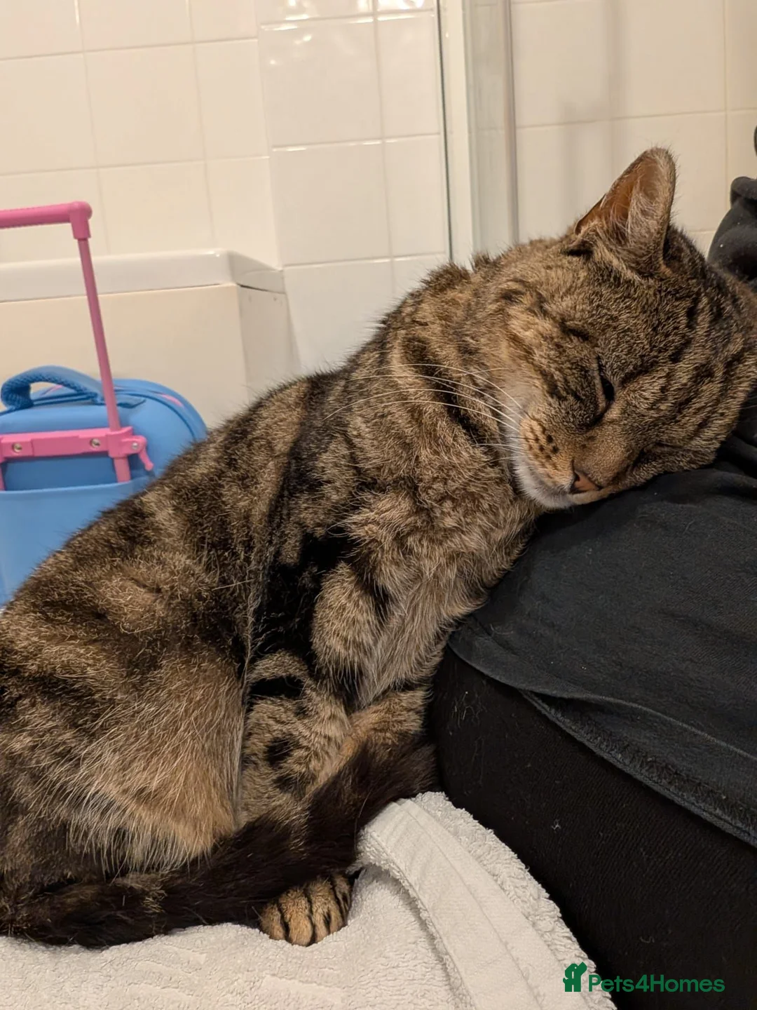 Domestic Shorthair cats for sale: Adult Female Cat - Neutered and Chipped - Advert 5