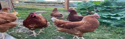 Chickens poultry for sale: Warren Pullets in Bala - Advert 4