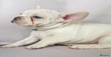 French Bulldog dogs KC registered French Bulldog Puppies - Advert 12