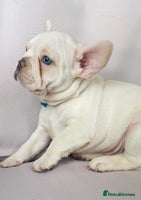 French Bulldog dogs KC registered French Bulldog Puppies - Advert 12