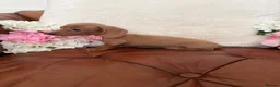 Miniature Dachshund dogs for sale: Beautiful Miniature Dachshund Dapples & Cream  - Advert 16