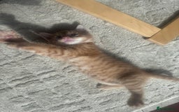British Shorthair cats for sale: 1 ginger girl ready to go  - Image 7
