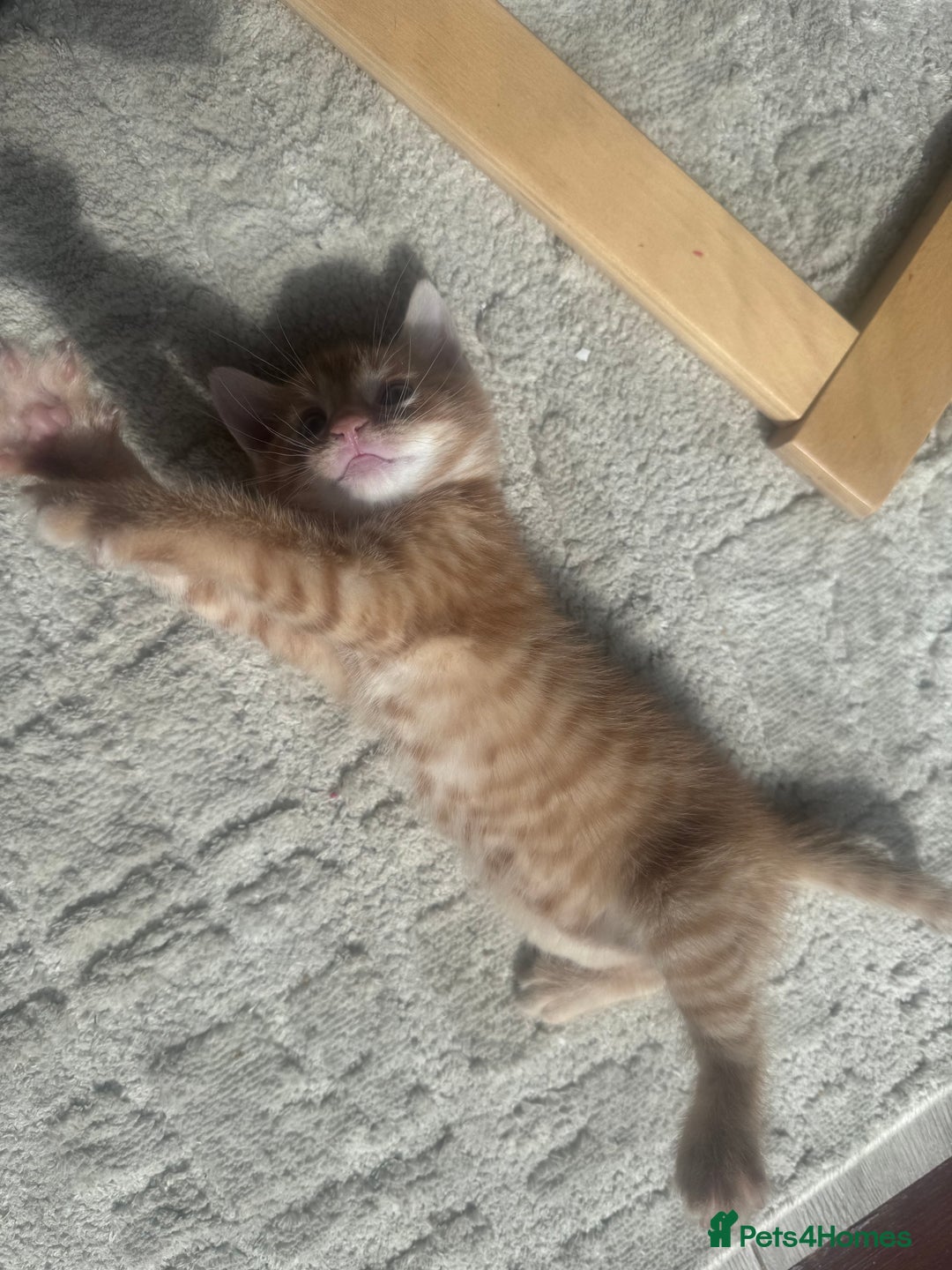 British Shorthair cats for sale: 1 ginger girl ready to go  - Image 7