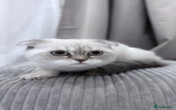 British Shorthair cats for sale: British Shorthair & Scottish Fold - Image 27